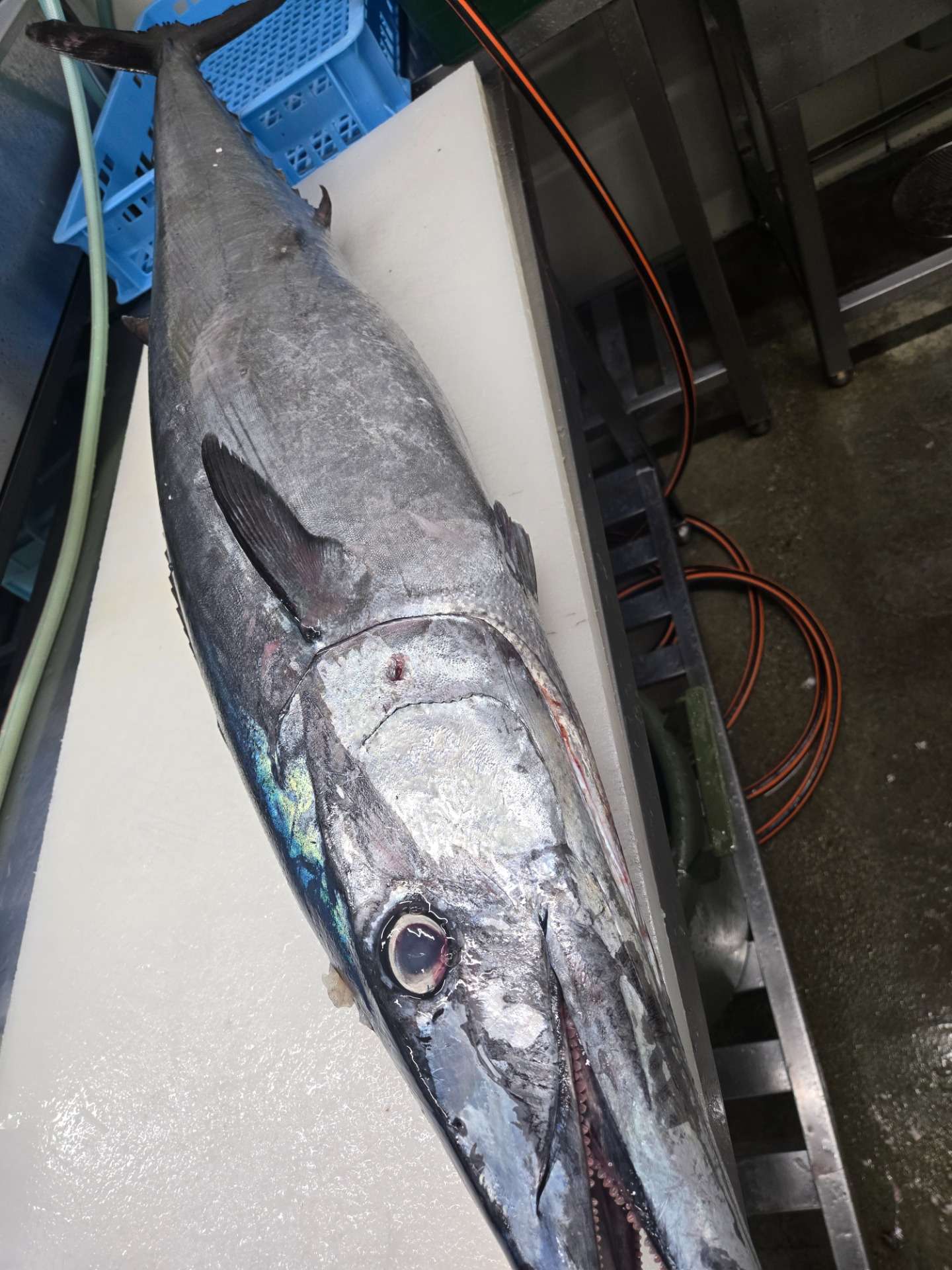 おすすめ入荷情報】徳島県産 20kg級 特大オキザワラ(カマスサワラ)