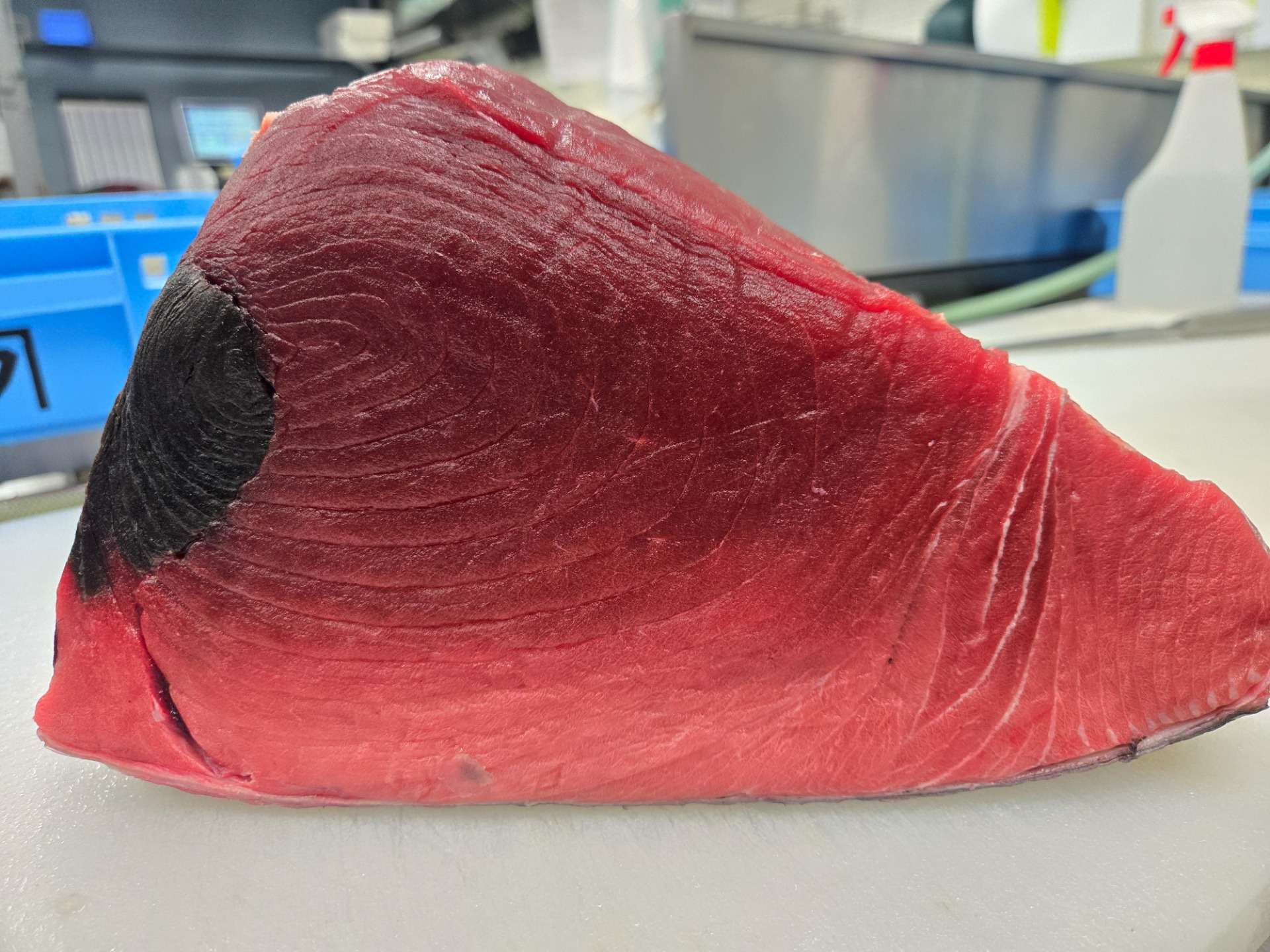 【入荷情報】宮城県 塩釜港産 天然生本マグロ(180kg超・脂あり)