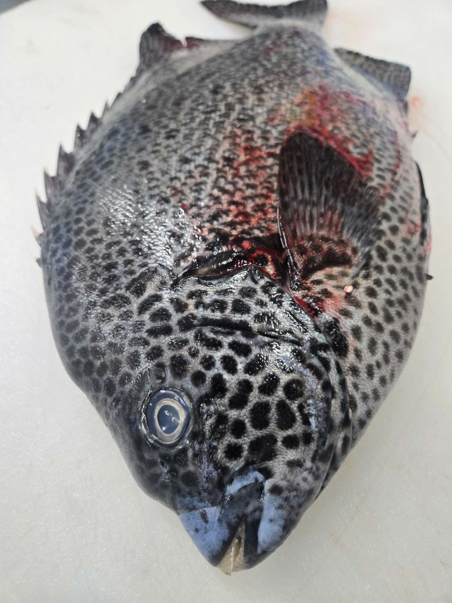 【入荷情報】徳島県産 産地活〆「イシガキダイ」(1.5kg)